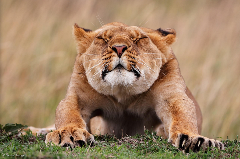 Illustration for article titled The Competition Is Fierce For This Year's Best Wildlife Photographer